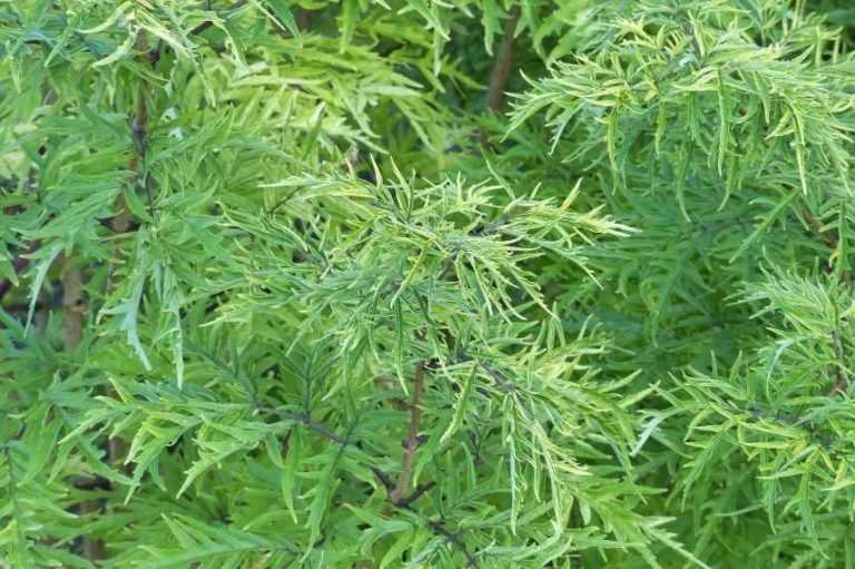 4 plantes répulsives pour éloigner les taupes Promesse de Fleurs — free download