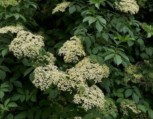 Quand et comment faire sécher les fleurs de sureau ?