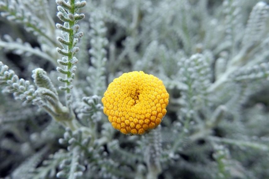 Les magnifiques couleurs de la Santolina Chamaecyparissus, entre jaune d’or et gris argent l’été