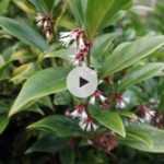 Le sarcococca, un arbuste adapté à l'ombre sèche