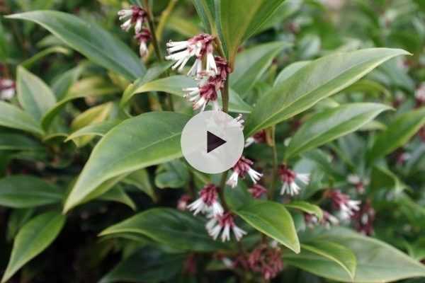 Le sarcococca, un arbuste adapté à l'ombre sèche