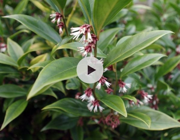 Le sarcococca, un arbuste adapté à l'ombre sèche