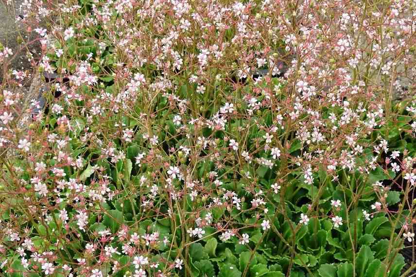 saxifrage rocaille, plante de rocaille alpine