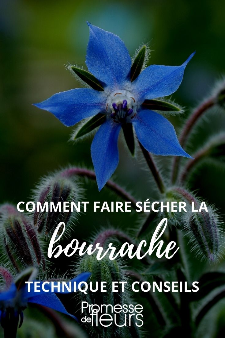 bourrache séchée