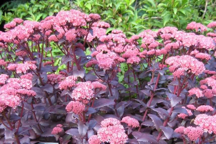 Hylotelephium feuillage pourpre, Sedum pourpre