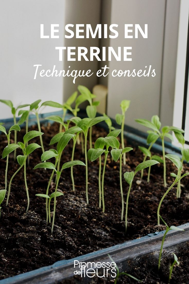 Conseils pour semer en terrine