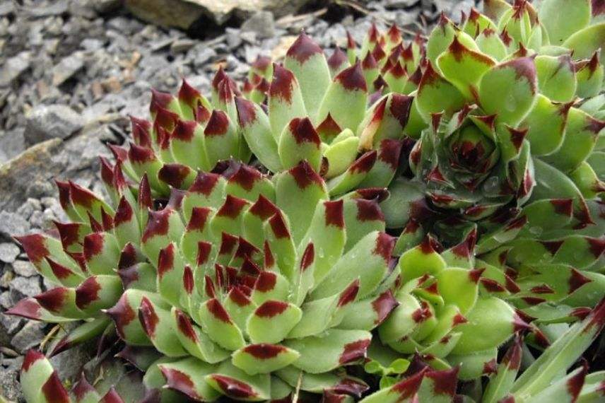 joubarbe rocaille, plante de rocaille alpine