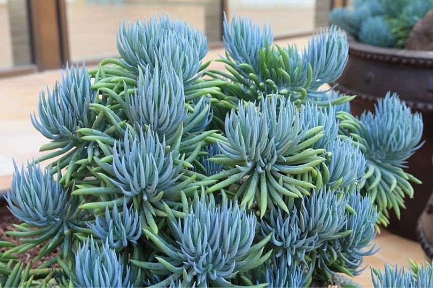 senecio en pot balcon orienté Sud