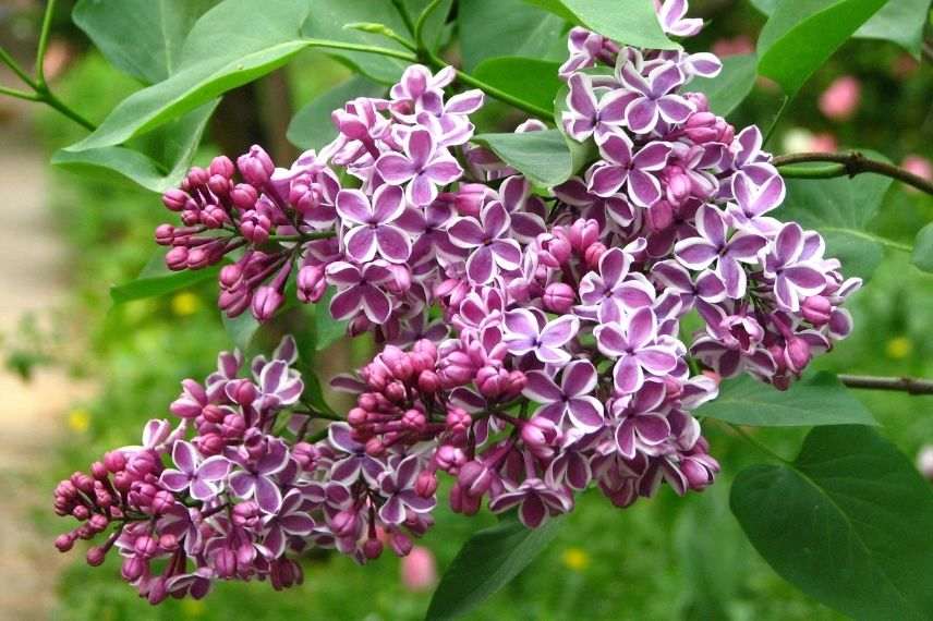 lilas violet blanc, lilas bicolore