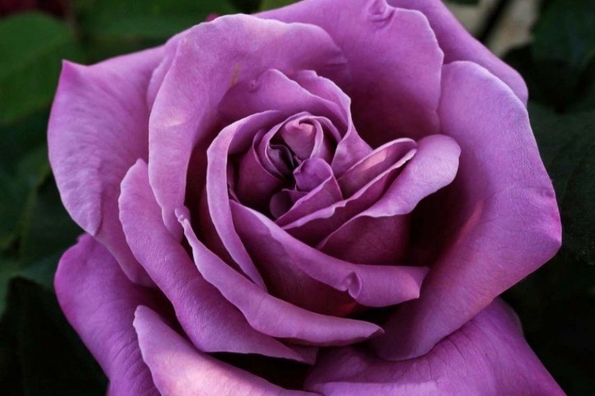 rosier mauve parfumé, roses de l'histoire