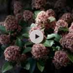 Le Skimmia japonica : persistant et floraison parfumée