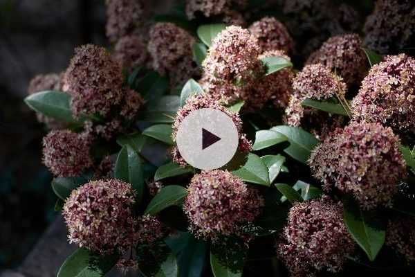 Le Skimmia japonica : persistant et floraison parfumée