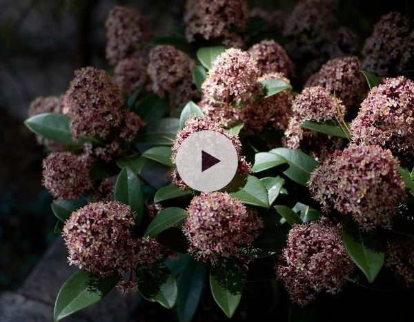 Le Skimmia japonica : persistant et floraison parfumée