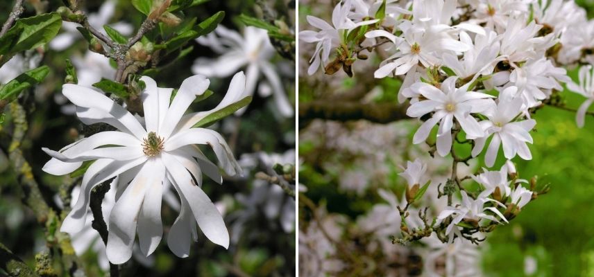 Magnolia fleur en étoile