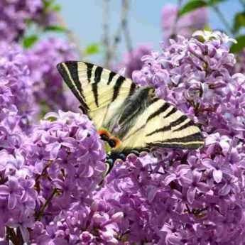 Lilas violet : les meilleures variétés