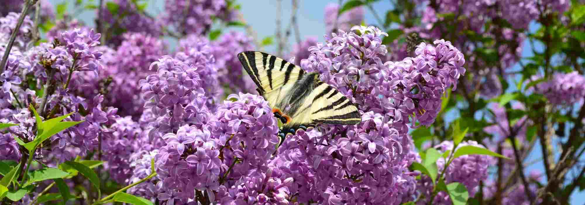 Lilas violet : les meilleures variétés