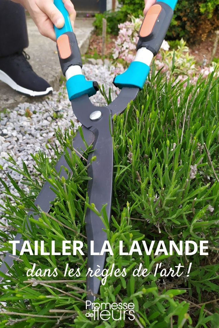 taille de la lavande