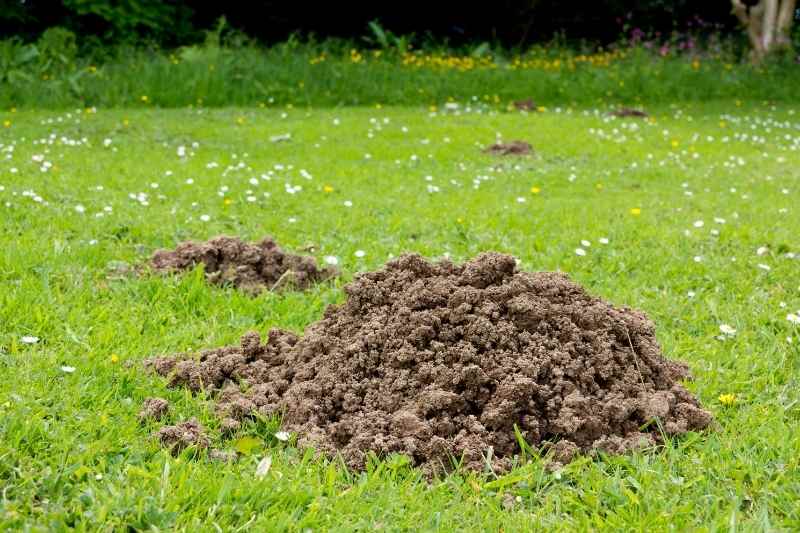 Grand tamis de jardin en cèdre pour compost, terre et terreau