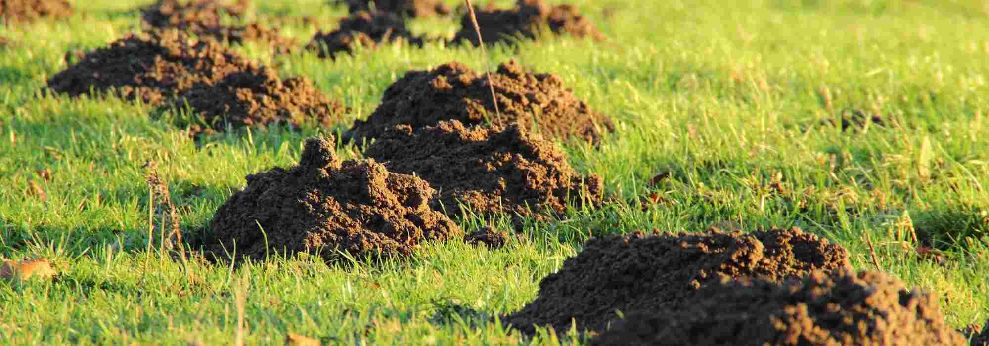 Jardin sans pétrole - Pire que le stress hydrique, les rats taupiers