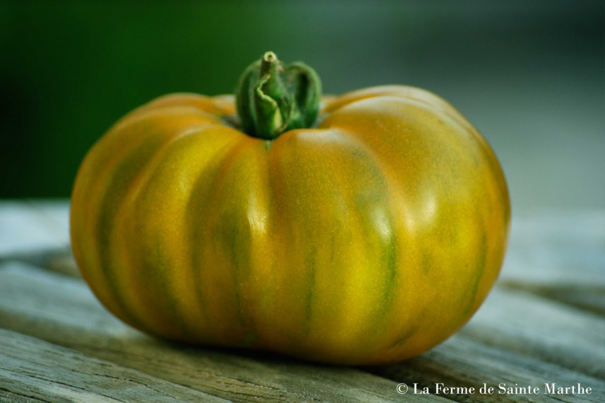 Tomate de mi-saison 'Evergreen'