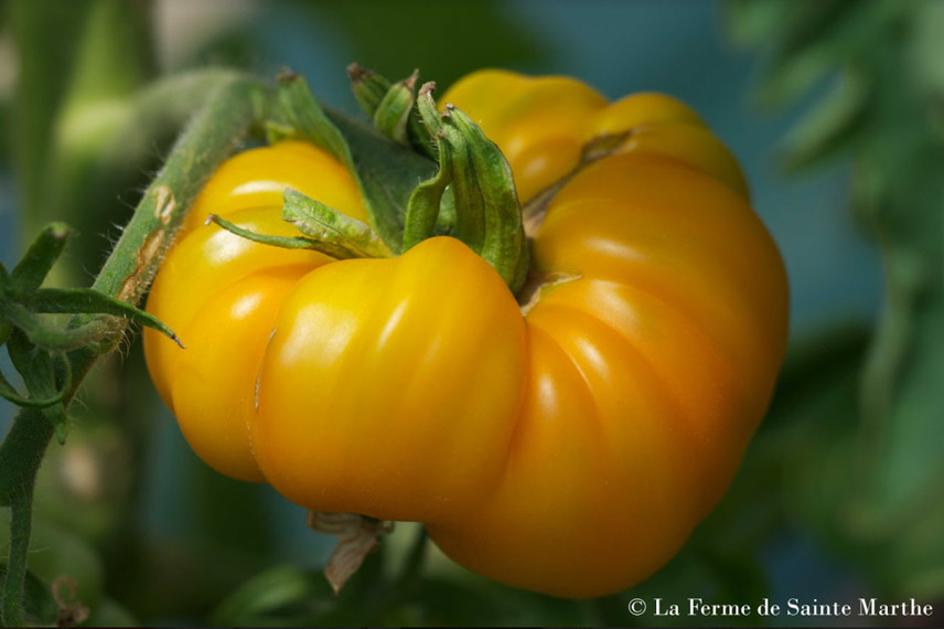 Tomate de mi-saison 'Jaune Saint Vincent'