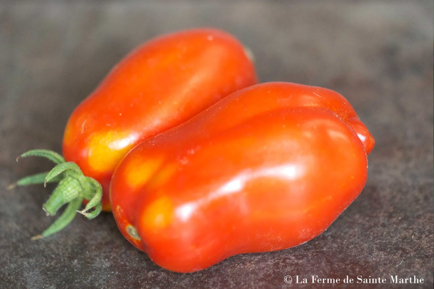 La tomate de mi-saison 'San Marzano'