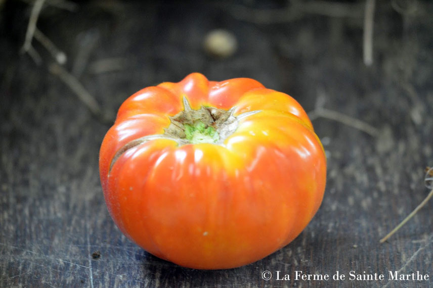 Tomate de mi-saison 'Striped-German'
