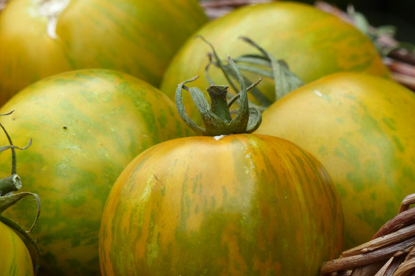 Tomate de mi-saison 'Green Zebra'