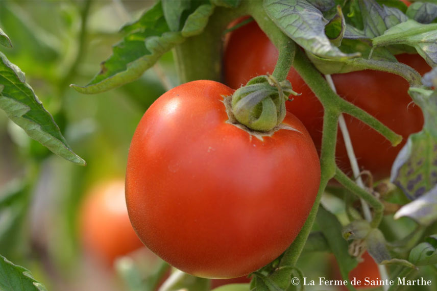 Tomate de mi-saison ‘Burpee Delicious’