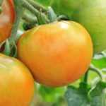 8 tomates de mi-saison