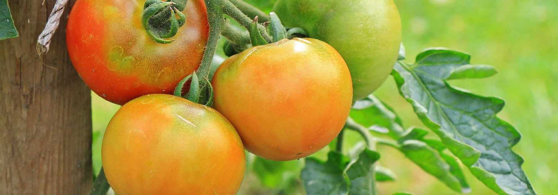 Tomates séchées maison · Patate & Cornichon