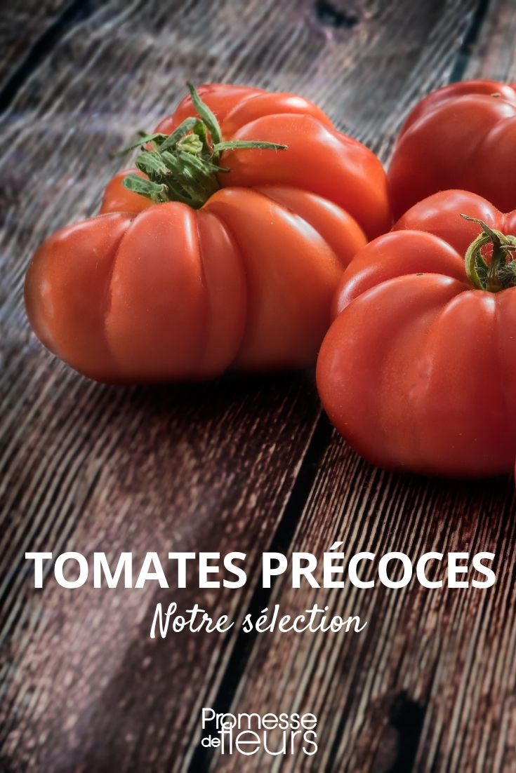 Sélection de tomates précoces