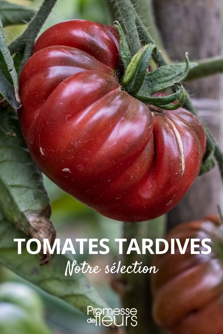 notre sélection de tomates tardives