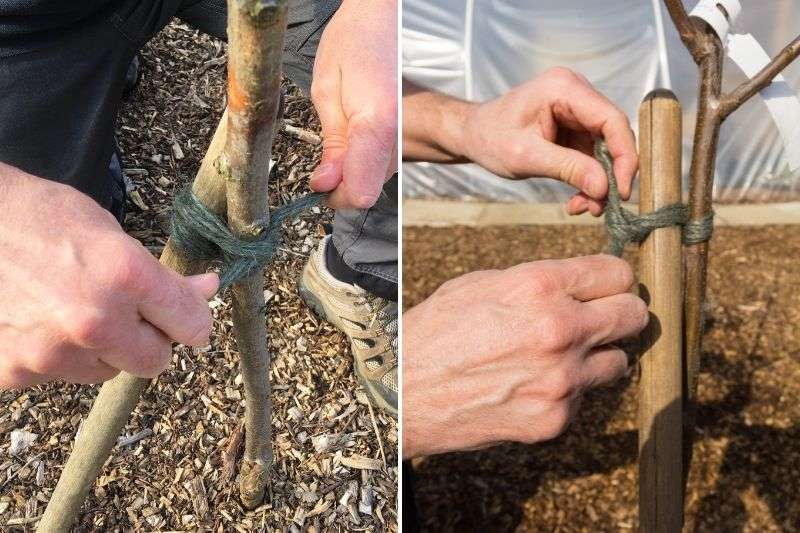 comment tuteurer un arbre fruitier, attacher un arbre