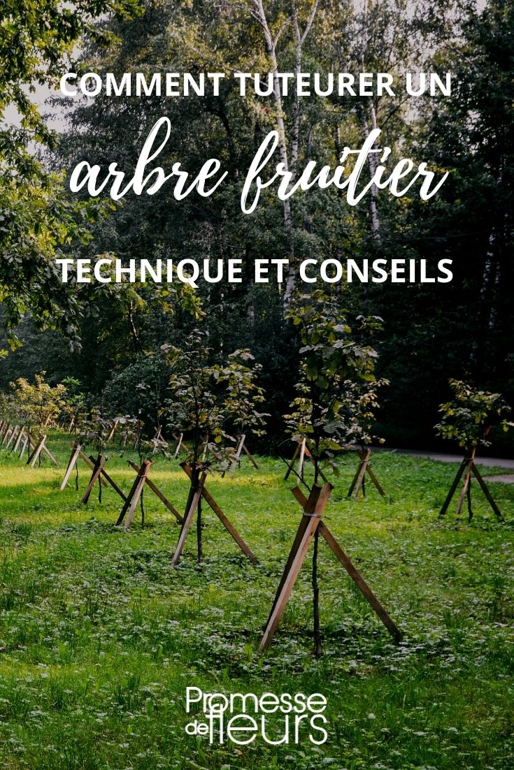 Comment tuteurer un arbre fruitier ? - Promesse de Fleurs