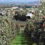 Des arbres fruitiers pour les débutants