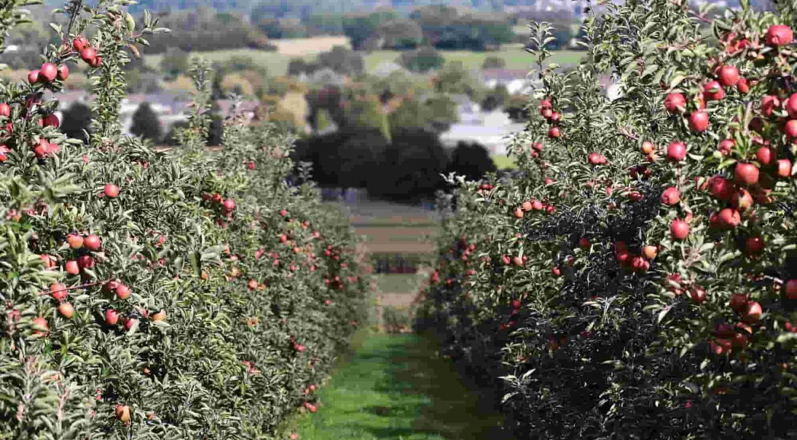 Des arbres fruitiers pour les débutants