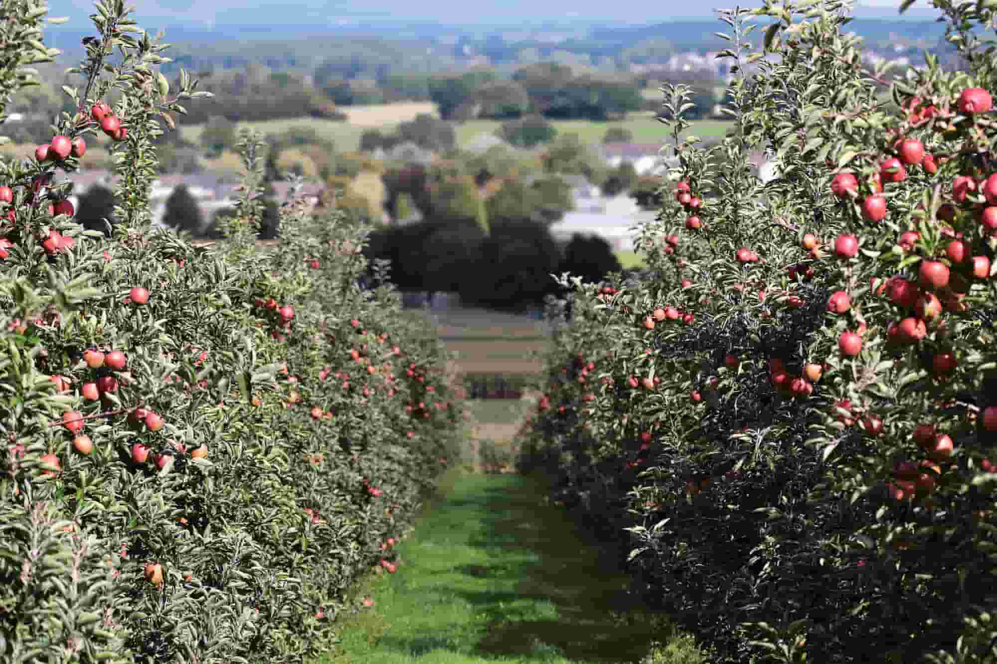 Des arbres fruitiers pour les débutants