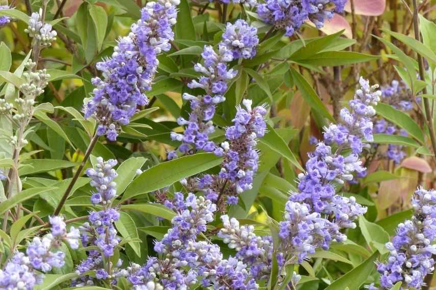 Vitex floraison en fin d'été