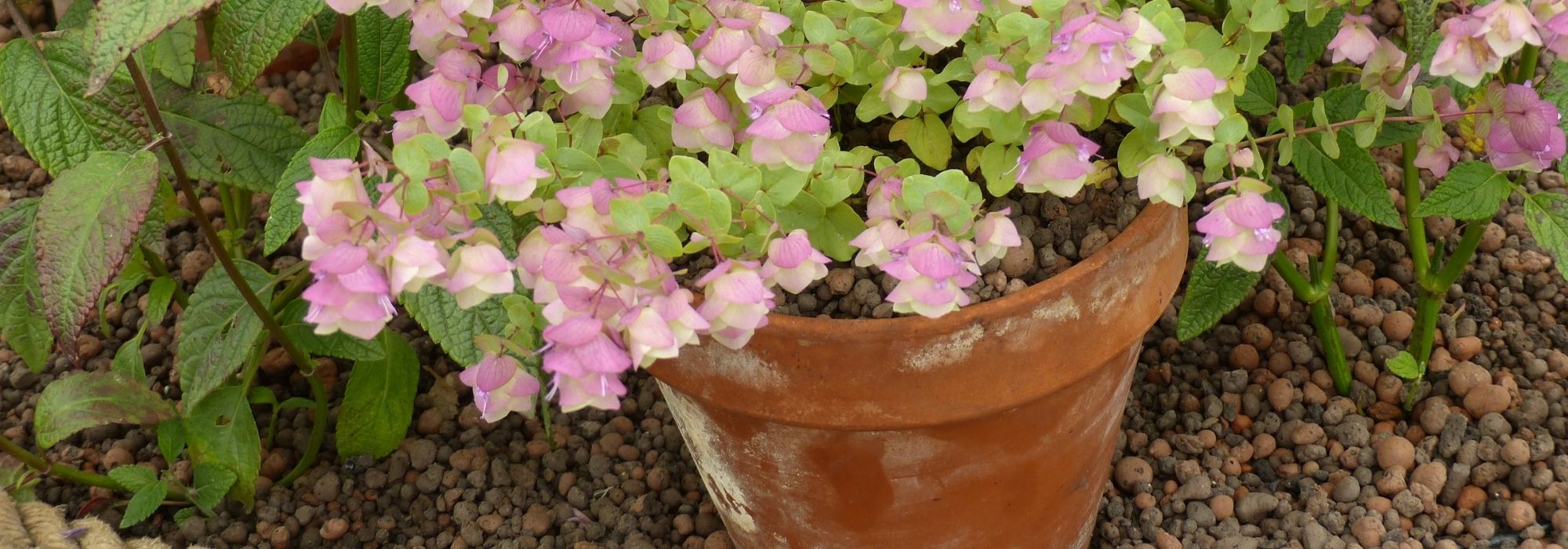 7 vivaces à cultiver en pot sur un balcon plein Sud