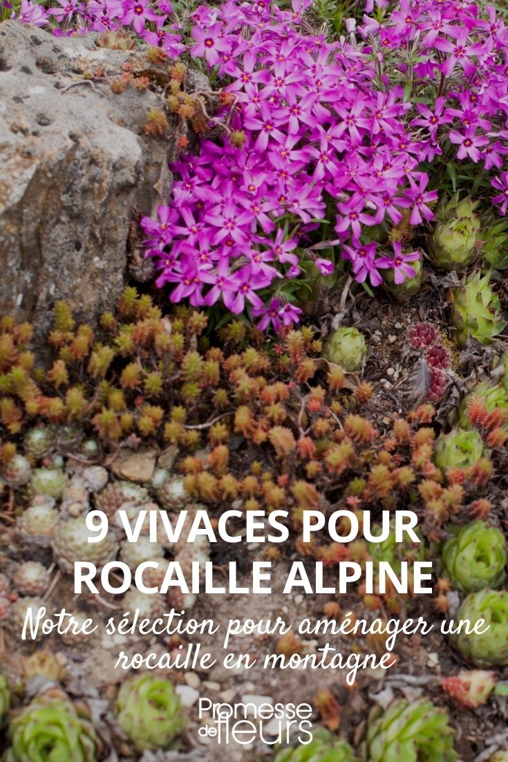 9 plantes pour aménager une rocaille alpine - Promesse de Fleurs