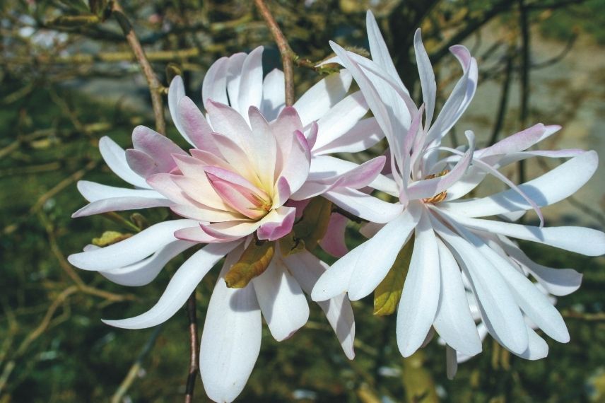 Magnolia fleur double en étoile