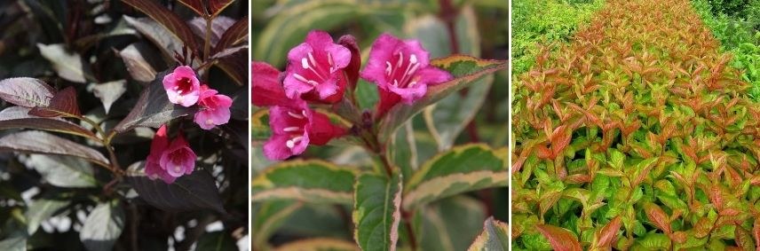 choisir Weigélia selon feuillage, weigelia panaché