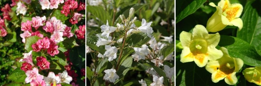 choisir Weigélia selon couleur fleurs 