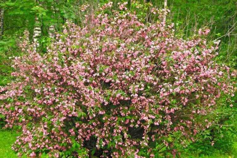 Comment choisir un weigélia ? Promesse de Fleurs