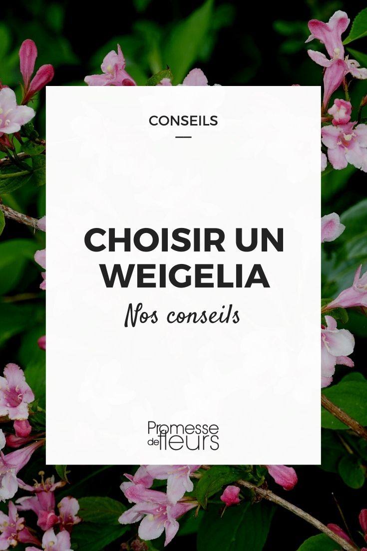 choisir un weigelia