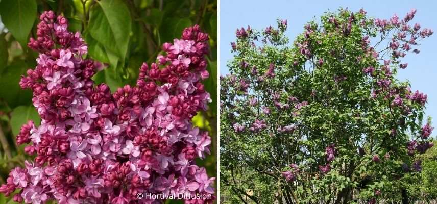 lilas violet très parfumé