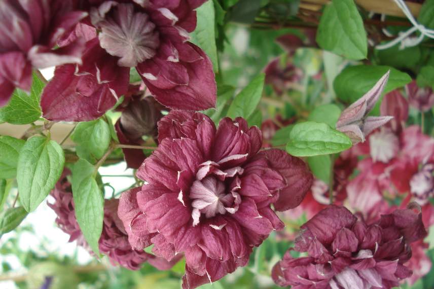 Raffinement au rendez-vous avec la clématite Purpurea Plena Elegans