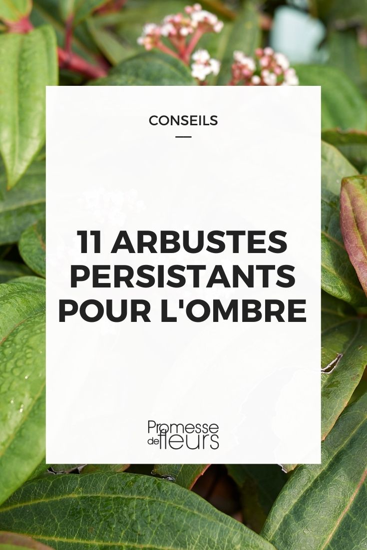 arbustes persistants pour l'ombre