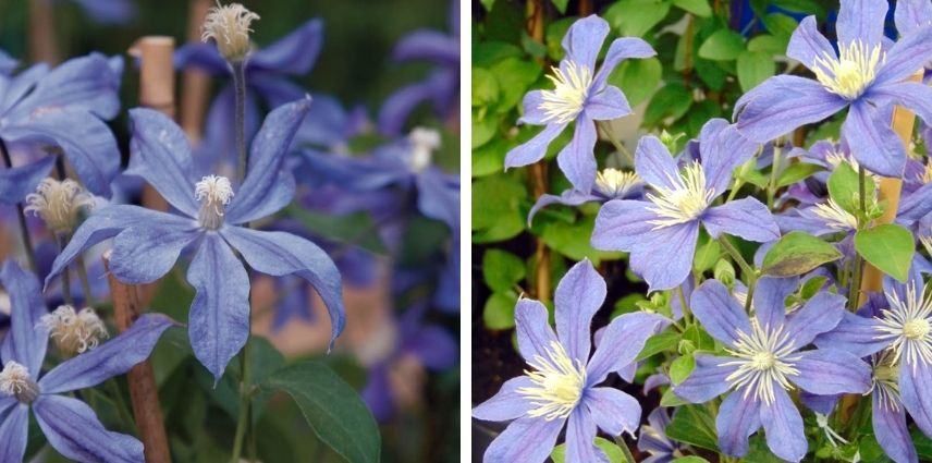 Le bleu de la clématite Arabella colore vos espaces extérieurs